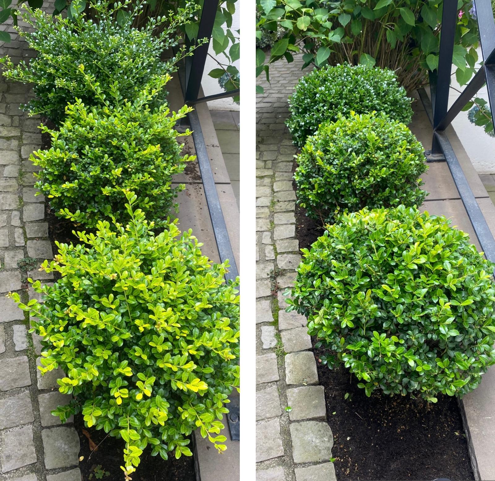 Gartenpflege Beispiel 8